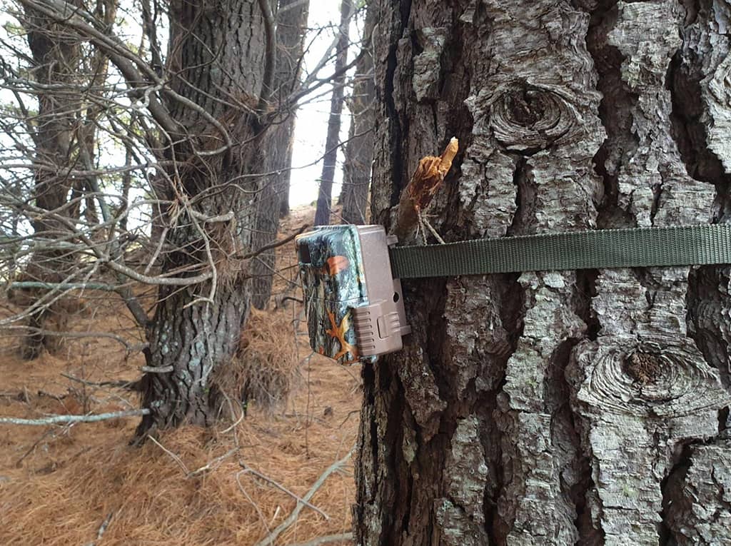 Browning trail camera on predator surveillance work