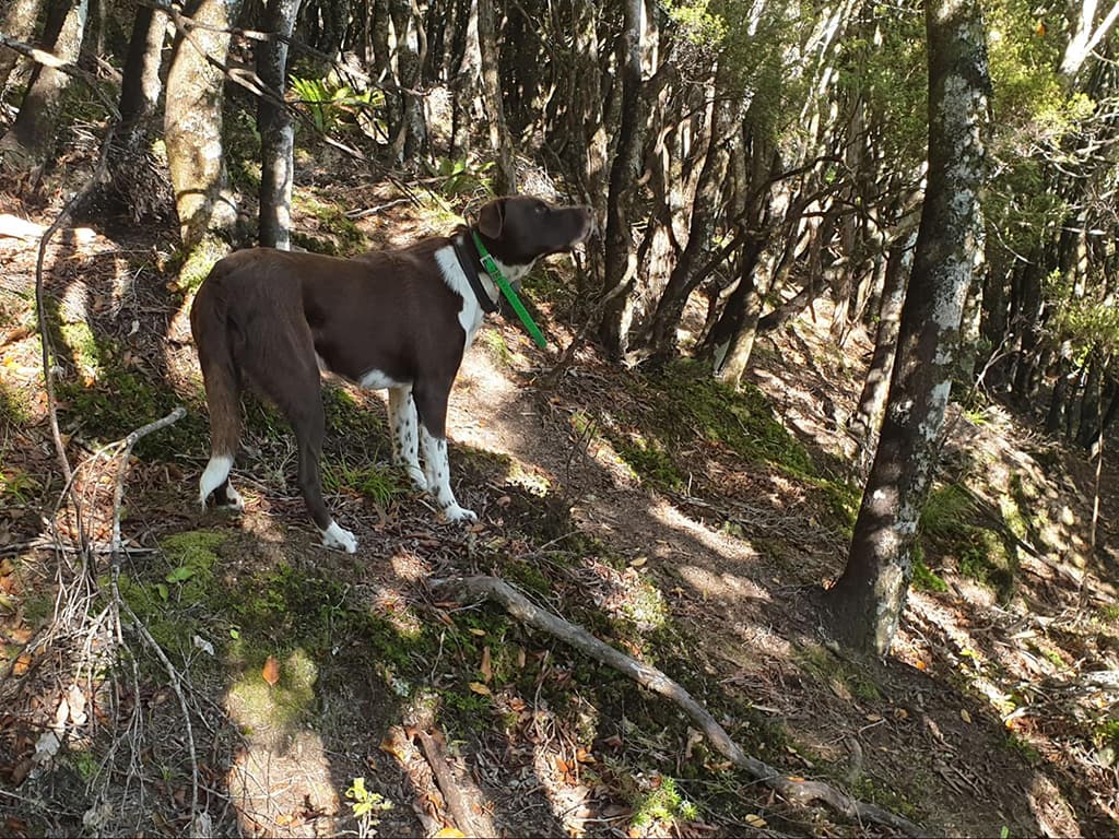 ungulate management dog nz