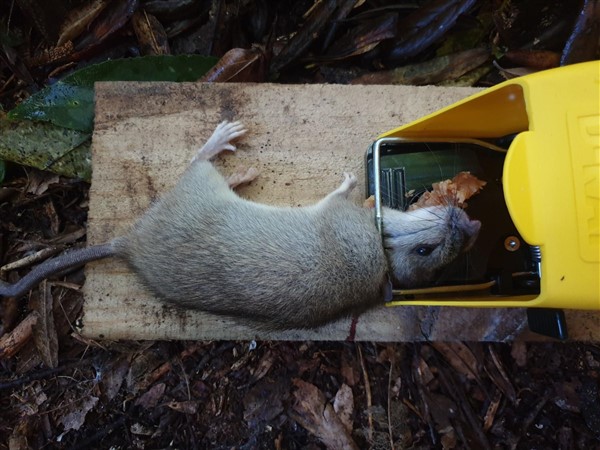 ship rat d trap environmental restoration nz