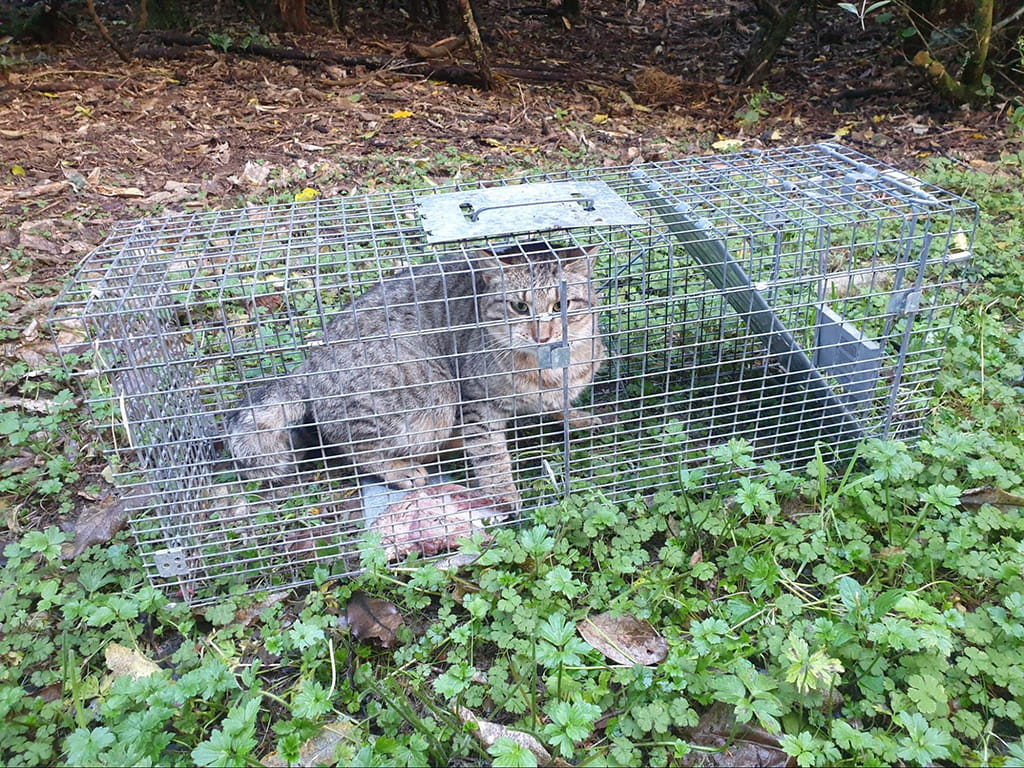 Feral cat caught during on-farm vector control