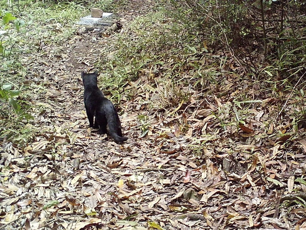 Feral cat approaching a trap
