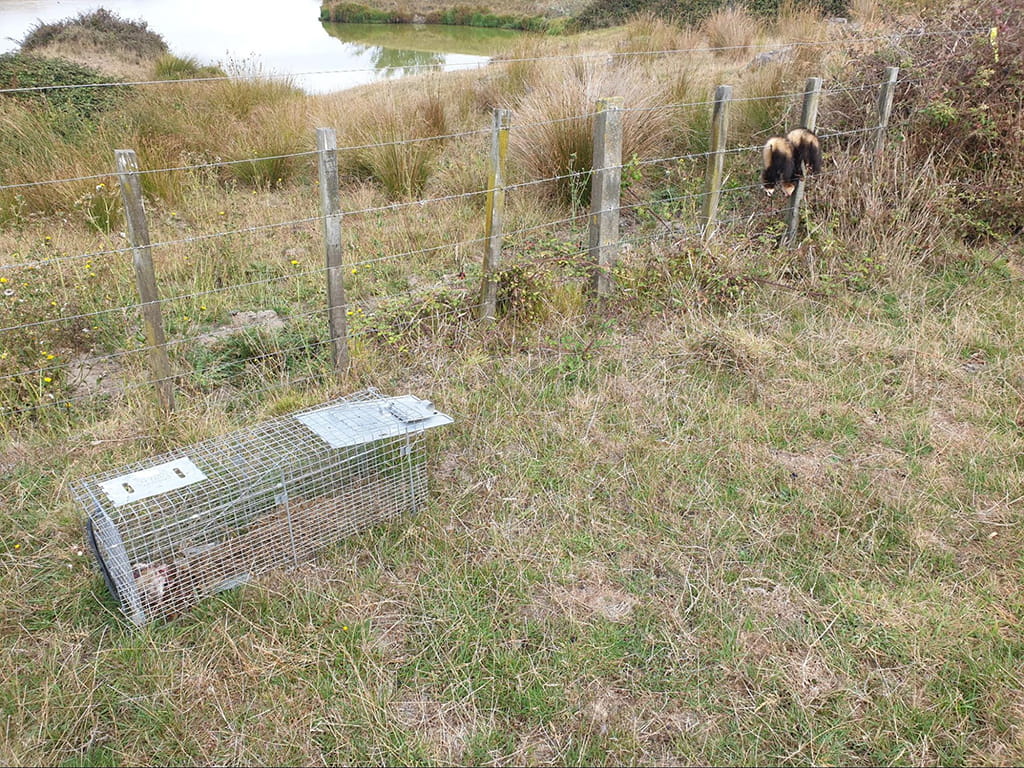 Ferret control farmland nz