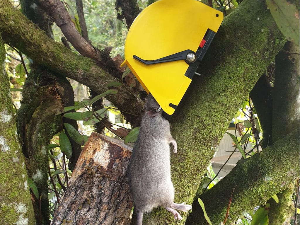 D rat trap and its capture in a tree set