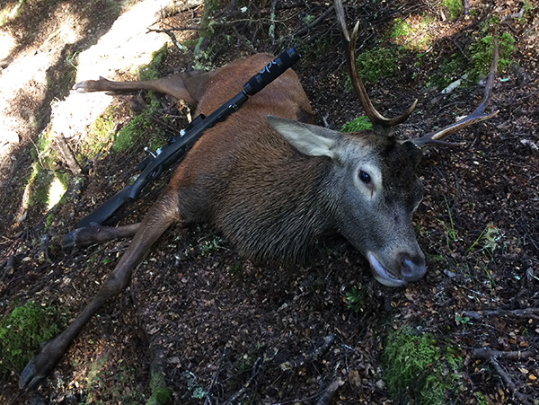 ungulate management red stag