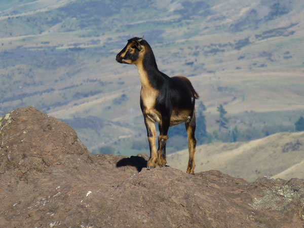 ungulate management